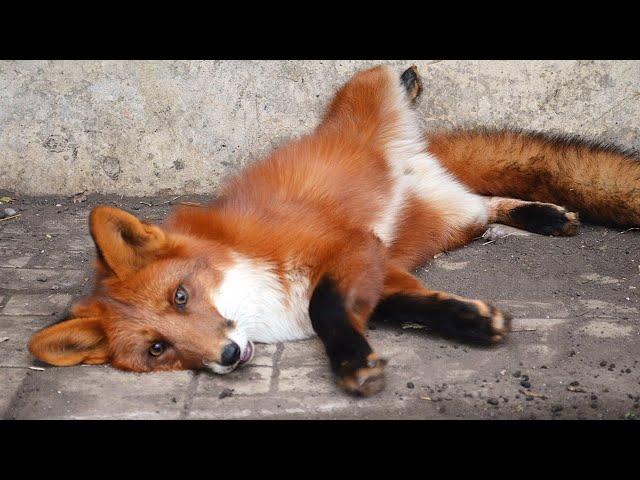 Happy fox greeting