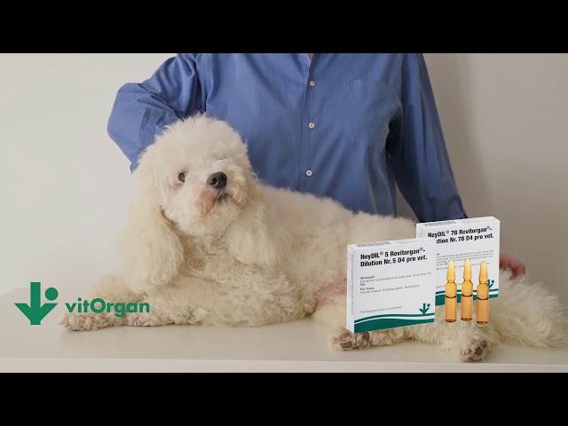 Behandlung von Juckreiz und Hautekzemen beim Hund mit der Biomolekularen vitOrgan-Therapie
