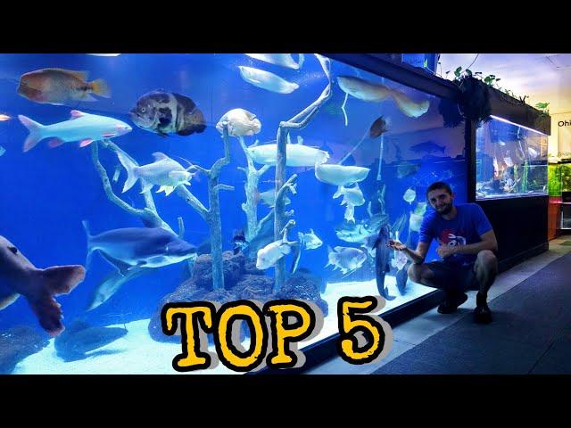 Top 5 Beginner Monster Fish For Your Freshwater Fish Pond