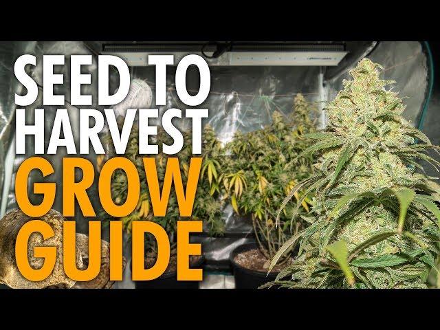Growing Weed Start to Finish Beginners Guide