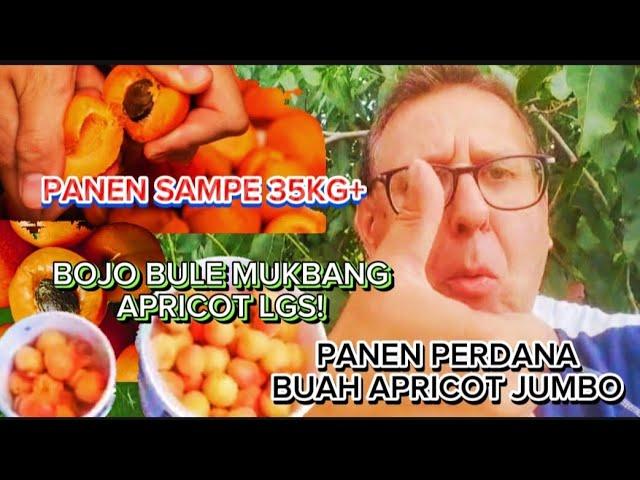 PANEN PERDANA BUAH APRICOT JUMBO! BARU 1 POHON PANEN 30KG+, BOJO BULE LGS MUKBANG! BIKIN NGILER