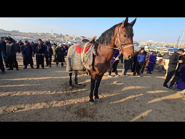 QASHQADARYO CHIROQCHI CHORSHANBI OT BOZORI UTKIR UZ