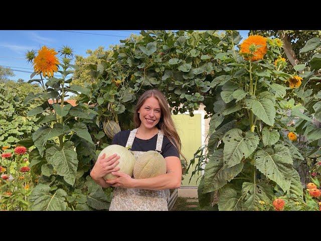 August 2024 Garden Tour - Harvest With Me & Chat Varieties! Ive Wanted A Year Like This For So Long!