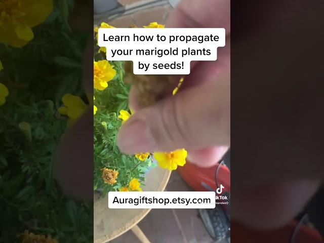 How to propagate marigold flower seeds?