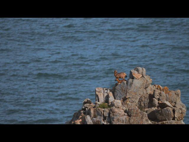 Eastern Fujian Series Ep. 1: Natural pasture for goats on the sea