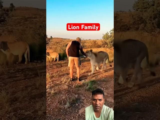 Lion Family #shorts #animals #youtubeshorts