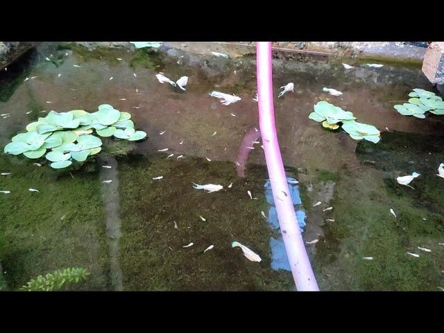 Easy platinum king ballon molly fish breeding PKBM