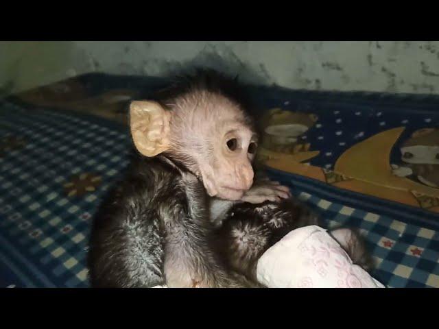 Kedekatan Baby Monkey,Bella Peluk Dewa dengan Penuh Kasih #monyetlucu #babymonkey #monkeycouple