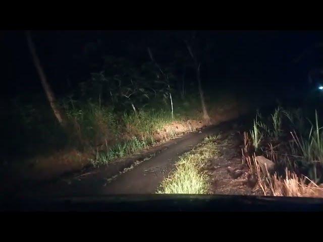 offroad Perjalanan Melintasi Hutan Tua tengah malam