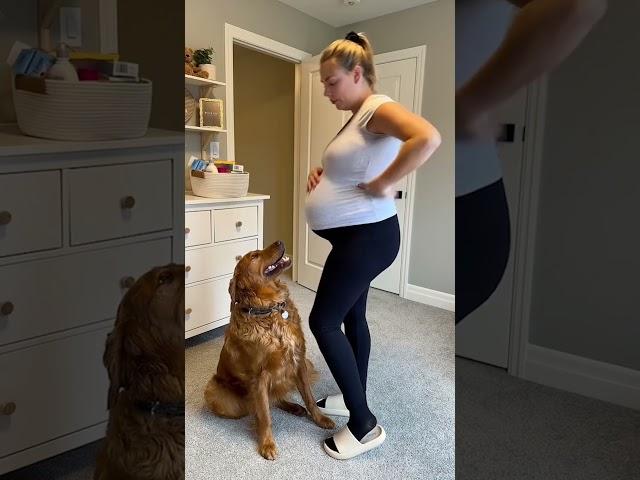 Golden Retriever Thought The Baby Stuff Was For Him | The Dodo  #thedodoanimals #dog