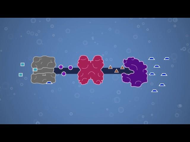 Enzymes, Feedback Inhibition, and Allosteric Regulation