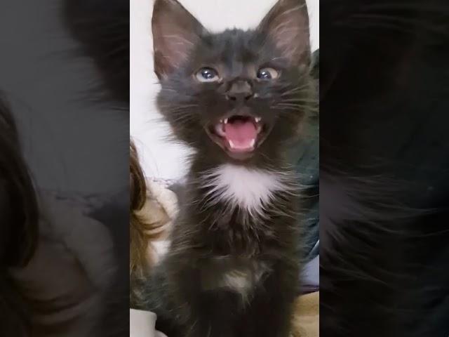 black cat viral video   reaction #cat #viral #funny #shorts #youtubeshorts