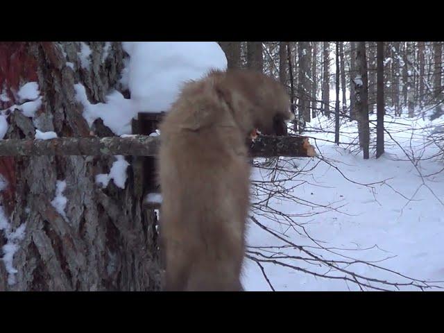 Охота на куницу капканами, сезон 23-24г. ОХОТА В ЯНВАРЕ.