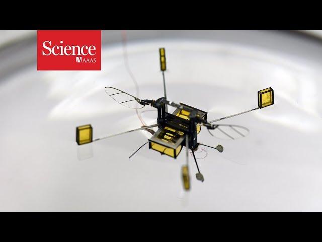 These ‘robo-bees’ can dive, swim, and jump