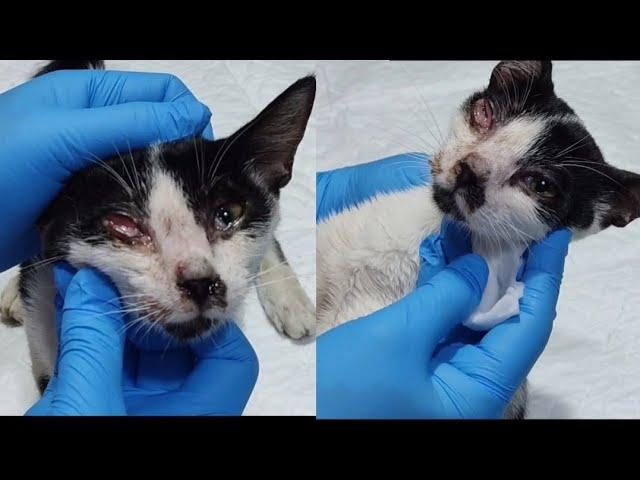 Miserable from pain, the kitten was saved at the right time@lilyivo