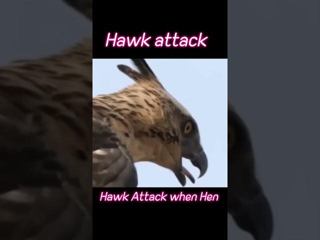 Hawk speed attack with Hen #animals #hawk #hen #trending #short