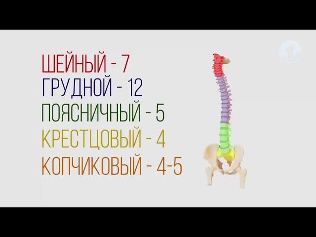 Строение позвоночника / Здравствуйте