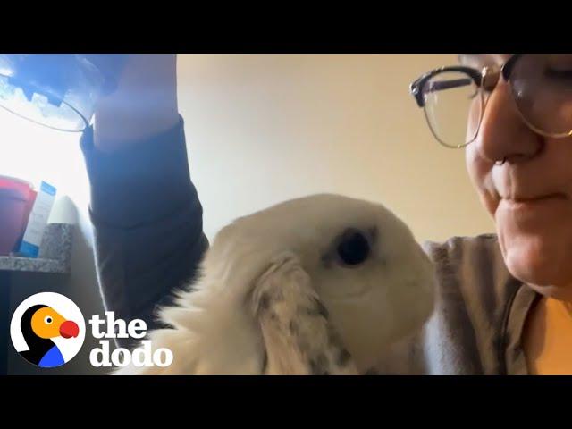 Bunny Thumps At Mom When He's Mad | The Dodo