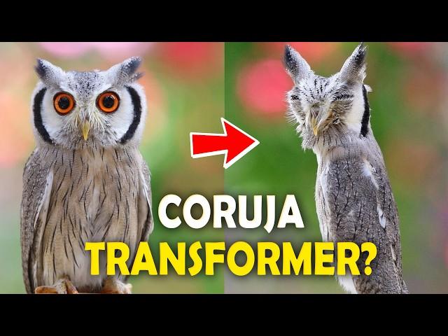 CORUJA que SE TRANSFORMA para se defender? Ornitólogo Responde #41