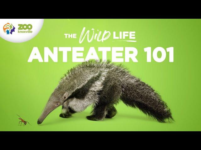 Everything to Know About Caring for GIANT ANTEATERS - The Wild Life