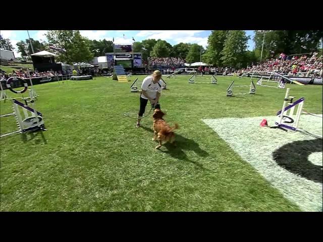 Large Dog Agility 2nd Place - Incredible Dog Challenge 2015 Gray Summit, MO