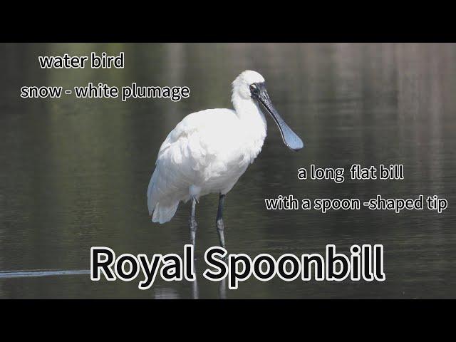 Royal spoonbill，it’s beak like spoon，when foraging，swing their beak from side to side to detect prey