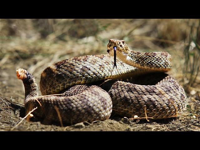 The Deadly Rattlesnakes Of The Americas