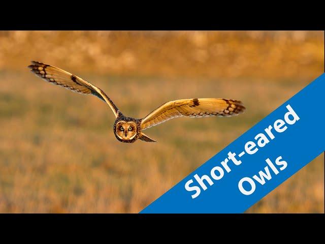 Short-eared owls with the OM-1 mk2 and the 150-400mm lens