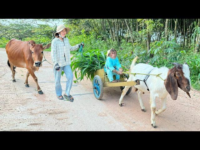 Smart Cutis Take Goat Do Special Big Surprise For Mom & Cow