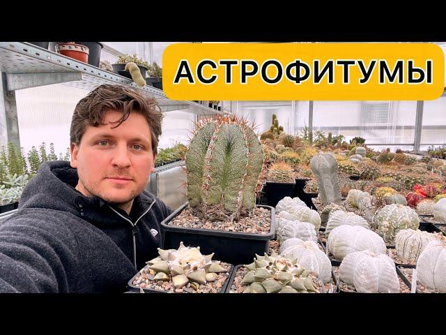 Астрофитумы (Astrophytum) в моей коллекции кактусов. Сорта, виды, размножение, уход.