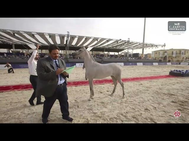 N 16 Anoud Al Reem   The Egyptian Event Cairo 2024   Class 1 SE Yearling Fillies Class 1