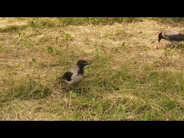 Бобо и его робкие птенцы боятся подходить к мясу Bobo and his babies are too scared to approach meat