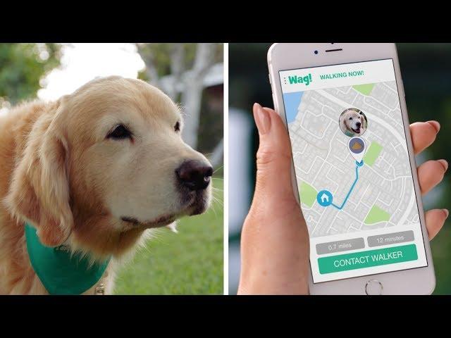 Wag! The #1 On-Demand Dog Walking App! (30s)