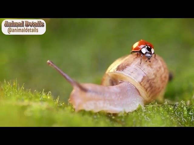 Seven spot ladybird - Nature Discoveries with Serenella Linares