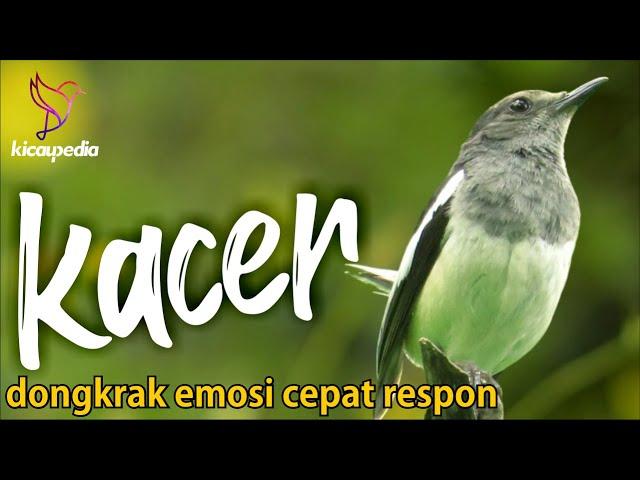 Kacer gacor Full Emosi Speed Rapat Pancingan Ampuh Buat Kacer Lain Respon