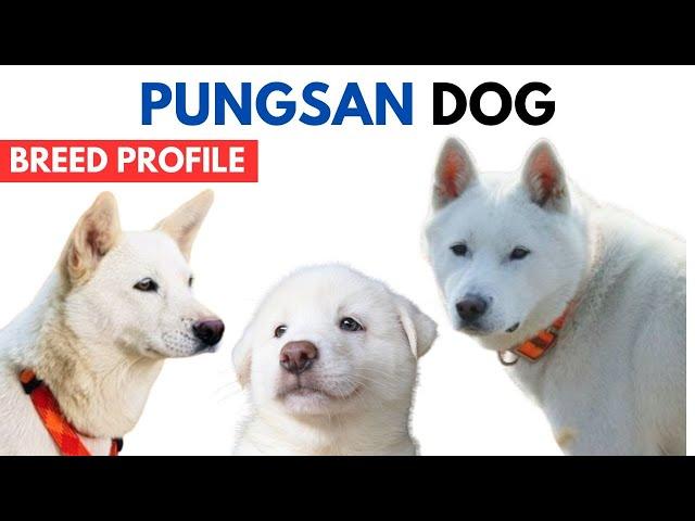 Pungsan Dog Breed Profile History - Price - Traits - Pungsan Dog Grooming Needs - Lifespan