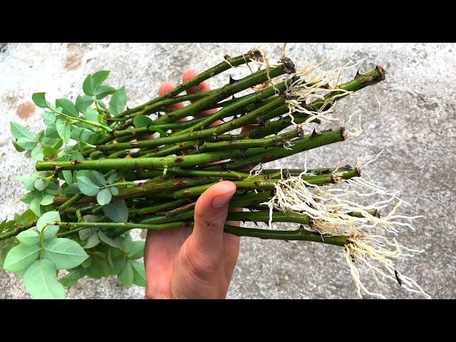 Propagation of rose branches in the sand | How to plant roses with many roots