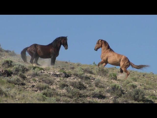 Wild Mustangs in America Wild Horses Stallions Fighting and Mares by Karen King