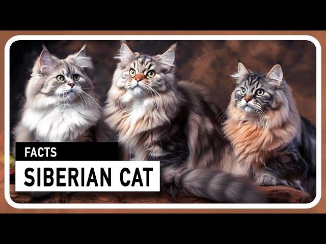 The Siberian Cat - A majestic and family friendly hunter