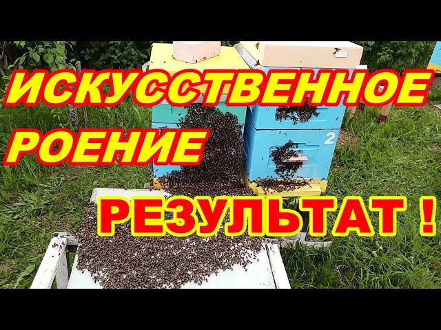 Искусственное РОЕНИЕ пчёл РЕЗУЛЬТАТ спустя неделю ! Как сделать искусственное роение пчёл !