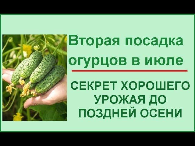 Вторая посадка огурцов в июле//Самый поздний срок посадки огурцов