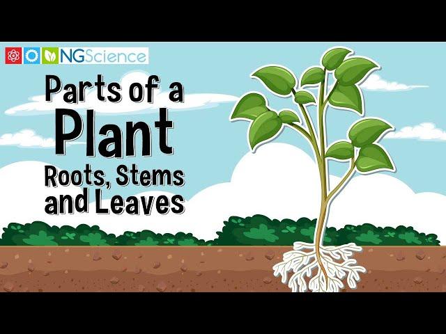 Parts of a Plant – Roots, Stems and Leaves