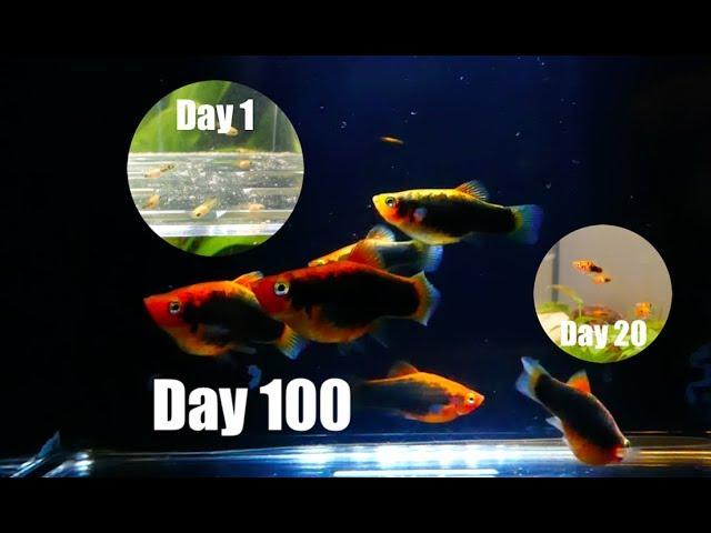 Platy Fish Life Cycle (Breeding Project)