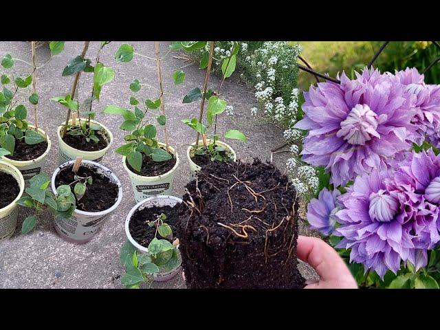 Clematis cuttings in November.