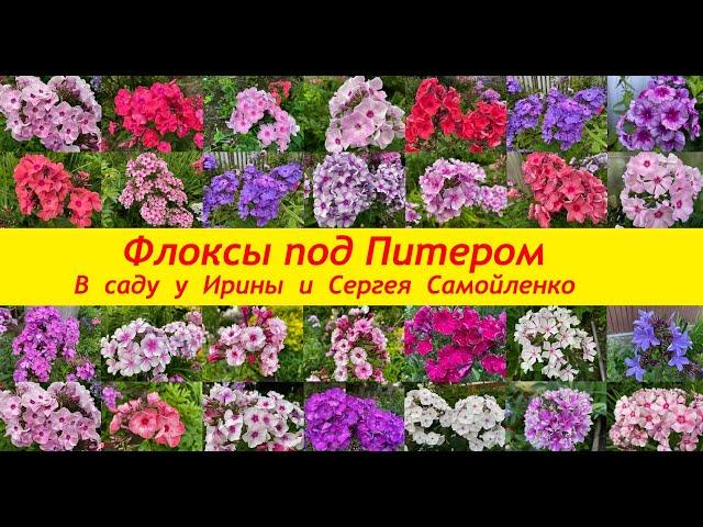 Флоксы под Питером. В саду у Ирины и Сергея Самойленко.