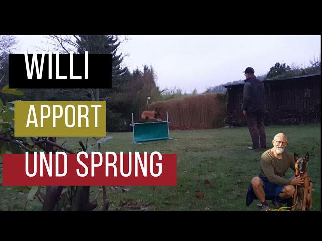 Willis Sprung und Apport mit 10 Monaten + Malinois + Hundetraining