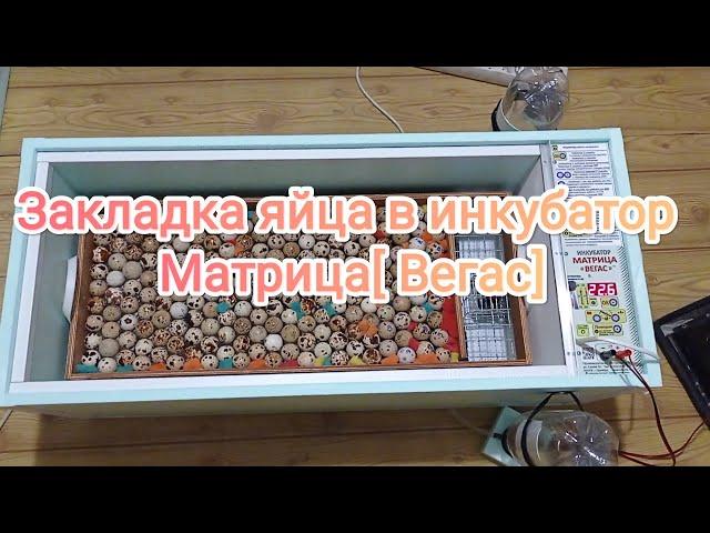 Закладка яйца в инкубатор Матрица Вегас