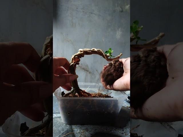 Repoting bonsai Sancang Mame split trunk premna microphylla