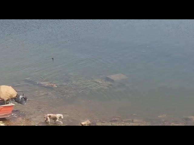 जवाई बांध कुत्ते का शिकार मगरमच्छ ने किया      jawai dam crocodile vs dog