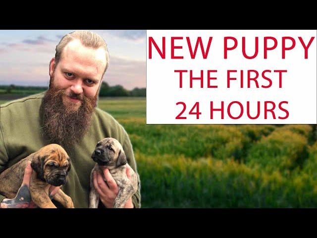 NEW PUPPY! How To Survive The First 24 Hours